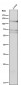Anti-Phospho-IRE1 (S724) ERN1 Rabbit Monoclonal Antibody